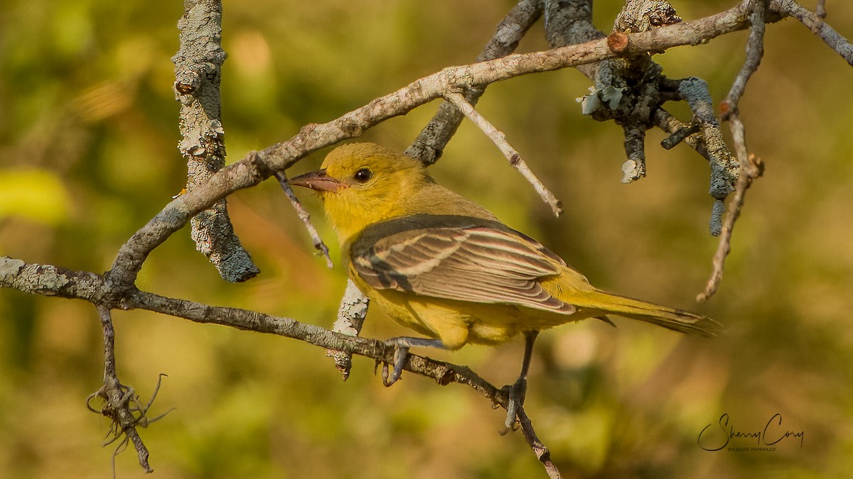 Orchard Oriole - ML608324968