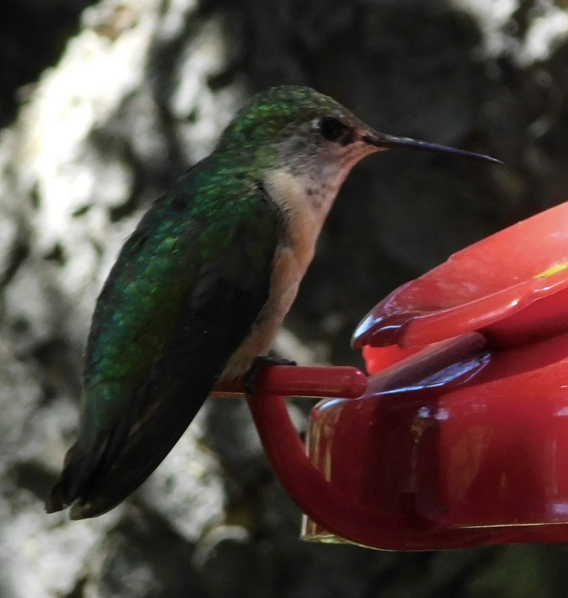 Calliope Hummingbird - ML608324976
