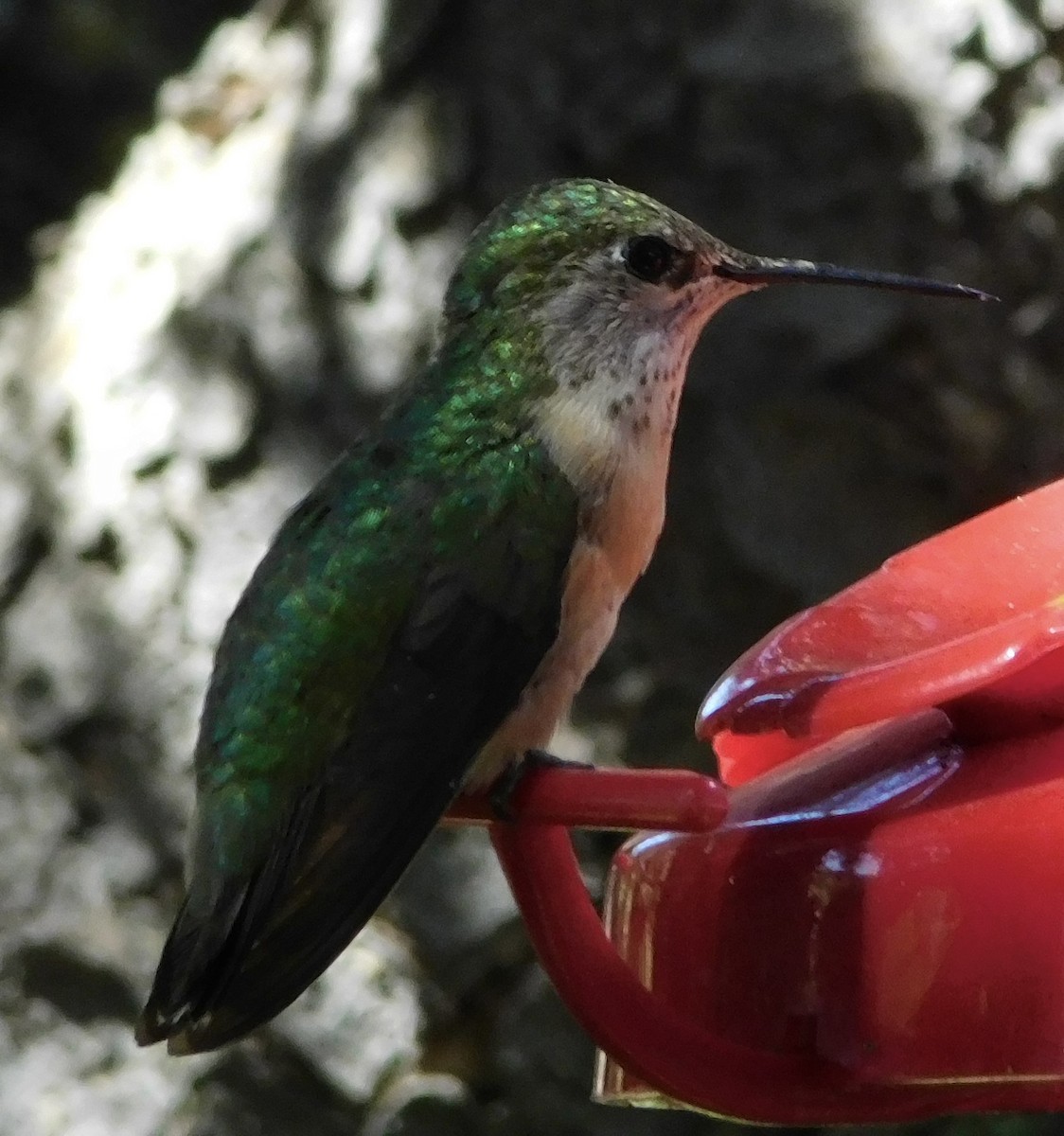 Calliope Hummingbird - ML608324977