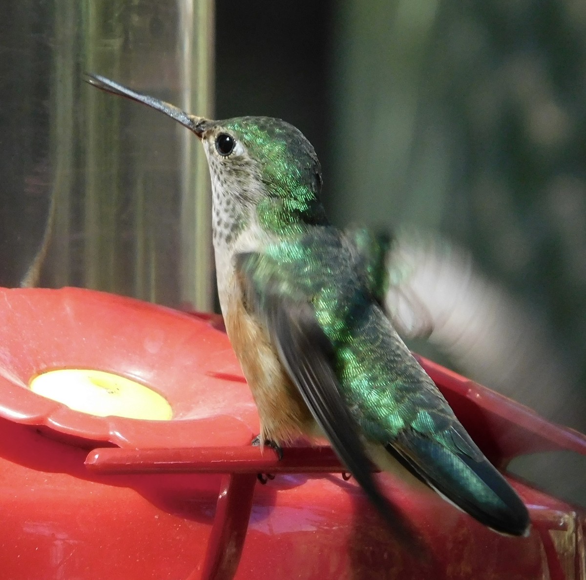 Calliope Hummingbird - ML608324978