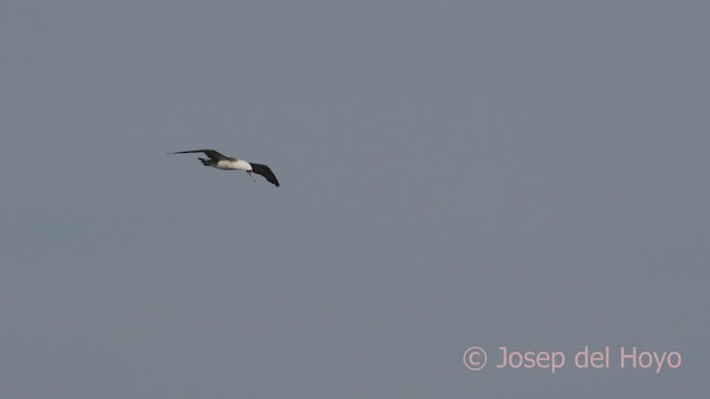 Peruvian Booby - ML608325039