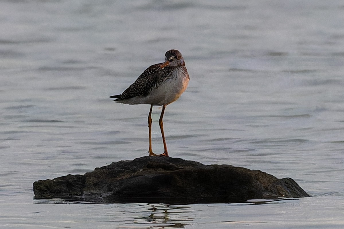 Greater Yellowlegs - ML608325047