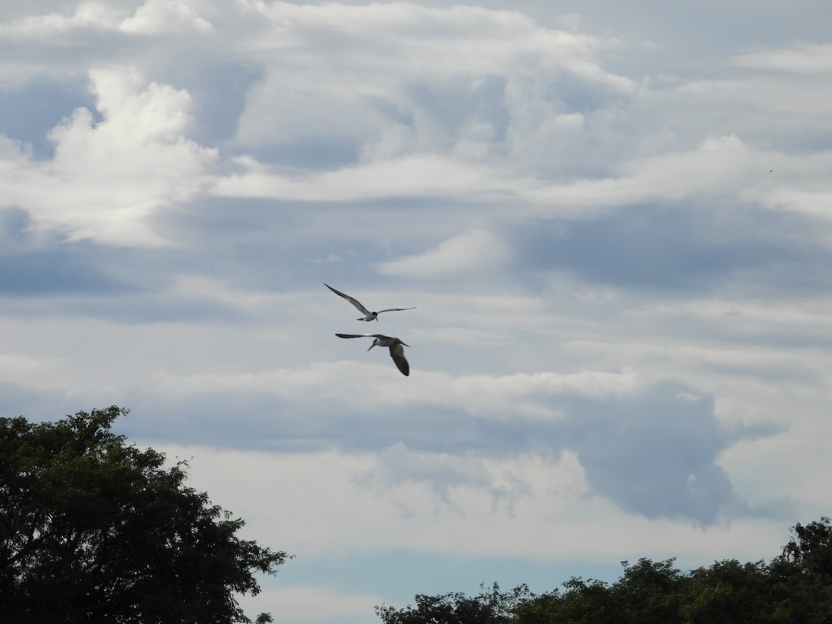 Large-billed Tern - ML608325107