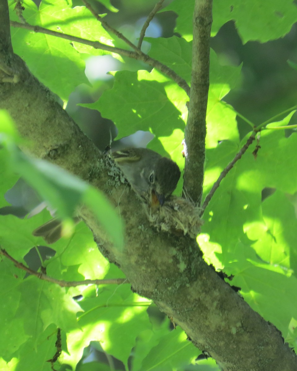 Least Flycatcher - ML60832541