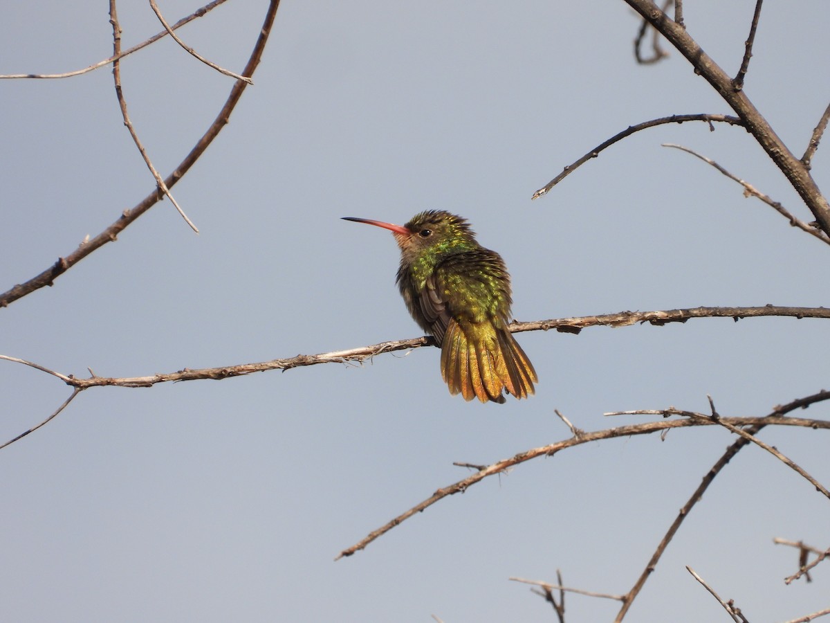 Gilded Hummingbird - ML608325582