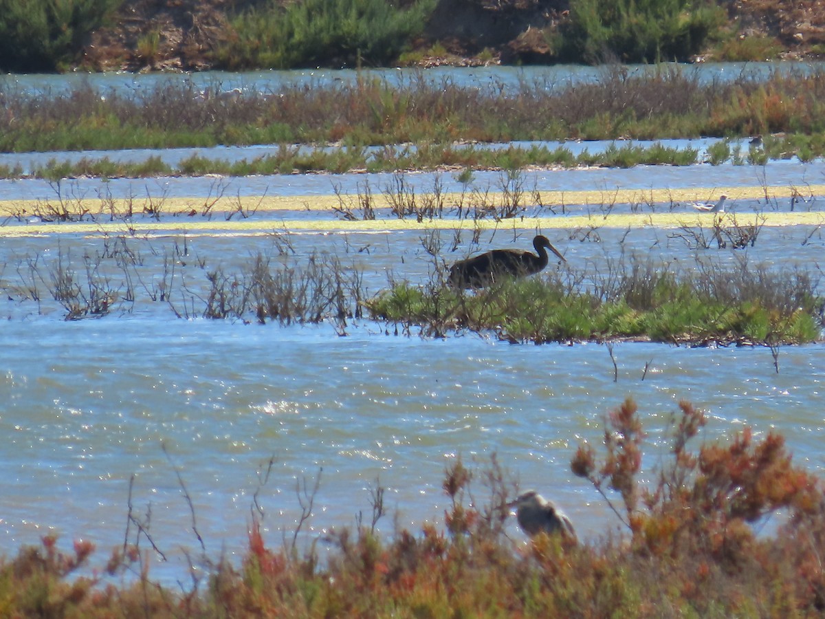 Black Stork - ML608325640