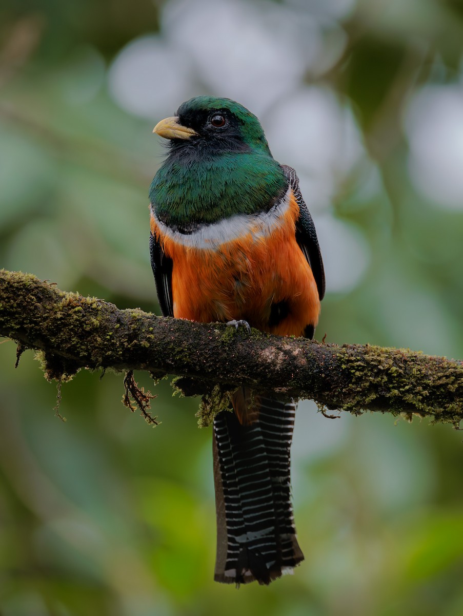 Collared Trogon (Orange-bellied) - Jorge Abarca