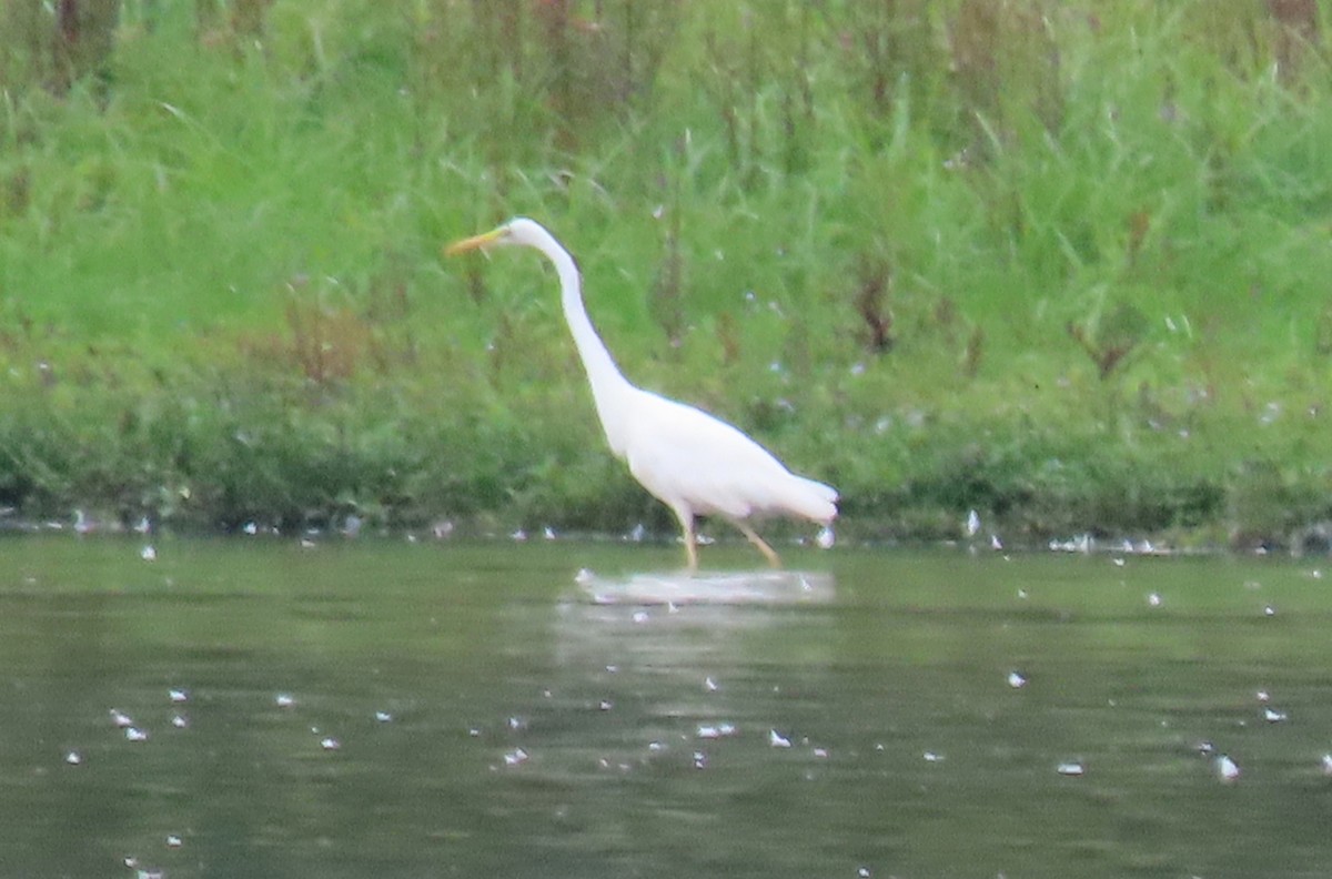 Great Egret - ML608325873