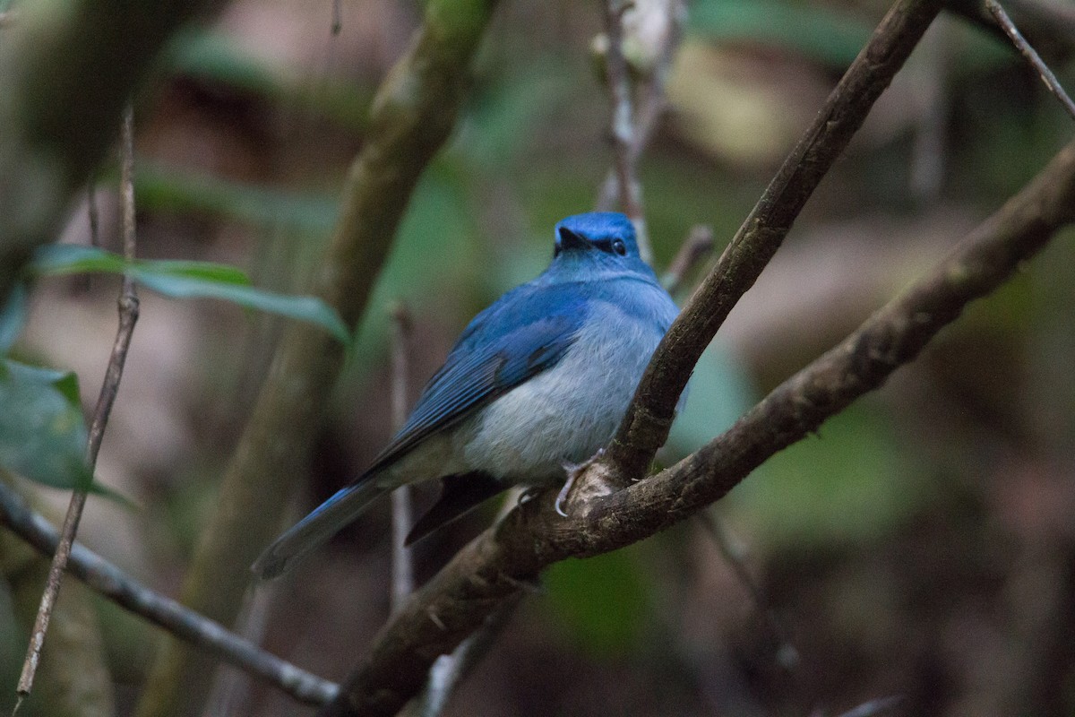 Pale Blue Flycatcher (Unicolored) - Akekachoke Buranaanun