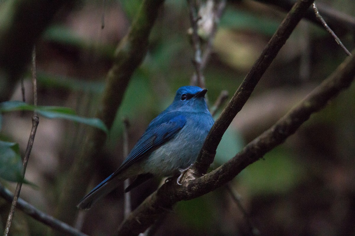 Pale Blue Flycatcher (Unicolored) - ML608326055