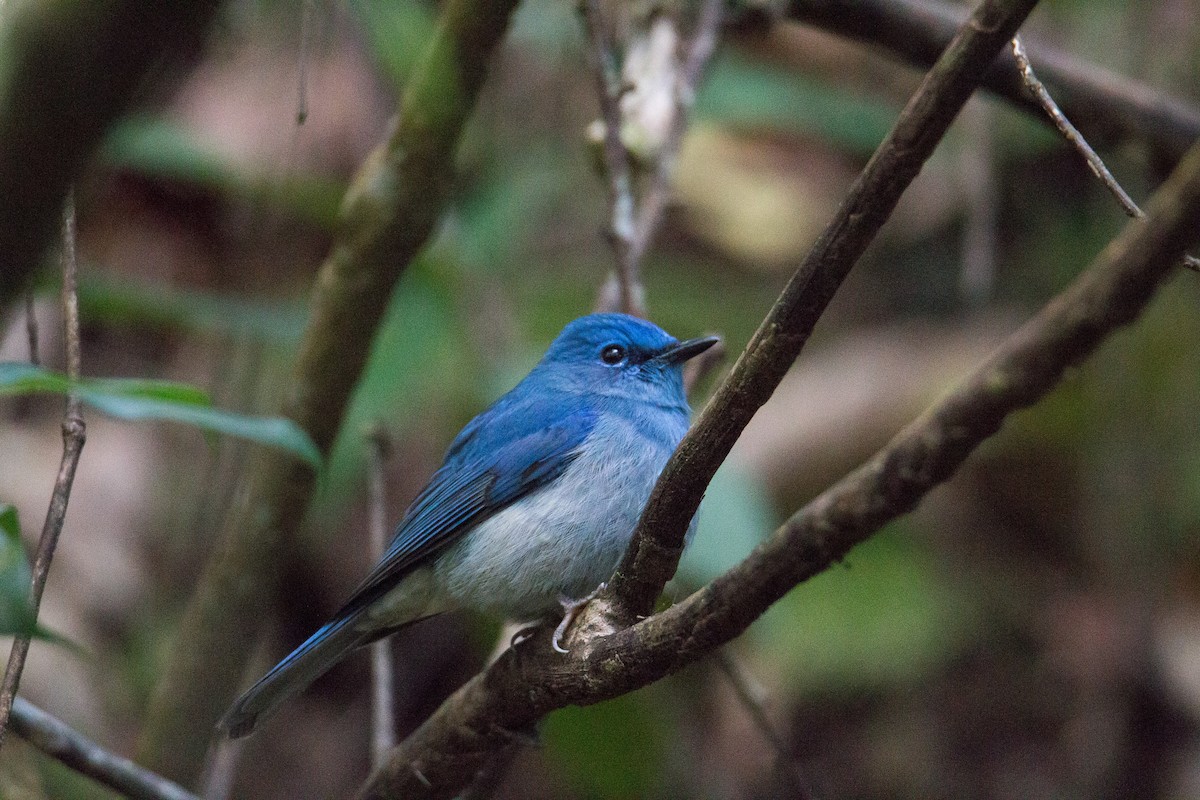 Pale Blue Flycatcher (Unicolored) - ML608326057