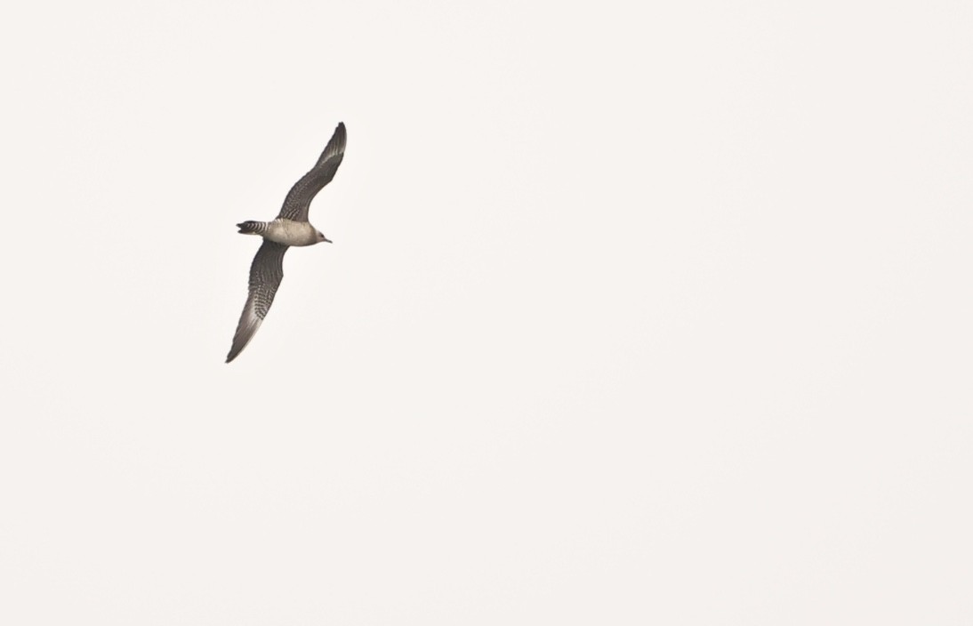 Long-tailed Jaeger - ML608326100
