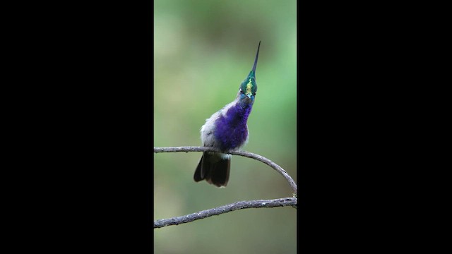 kolibřík copatý - ML608326106