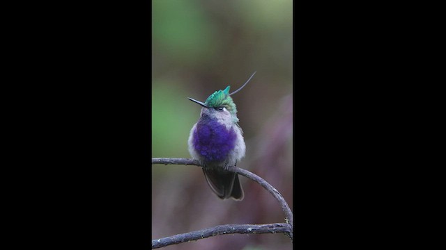 Green-crowned Plovercrest - ML608326107