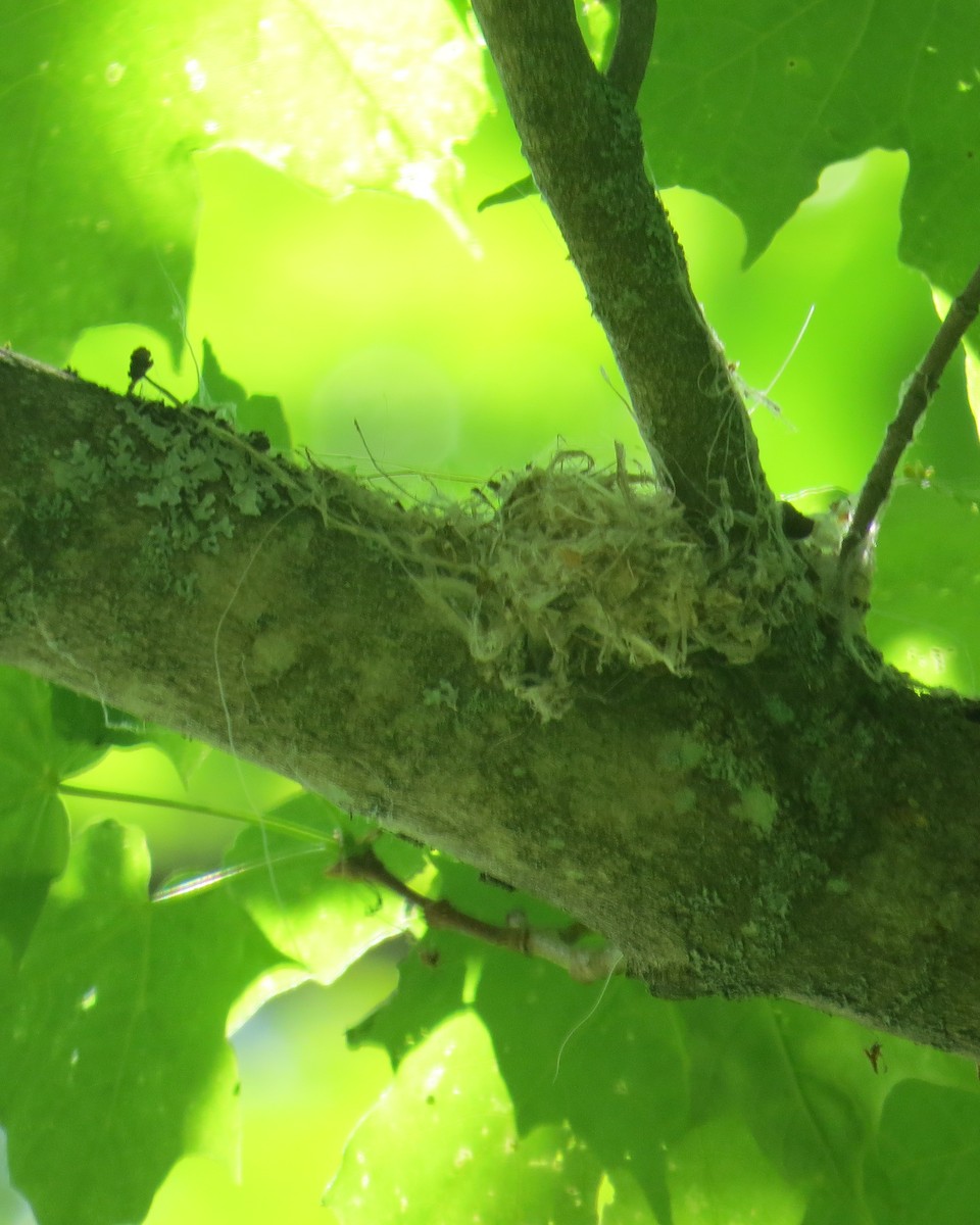 Least Flycatcher - ML60832611