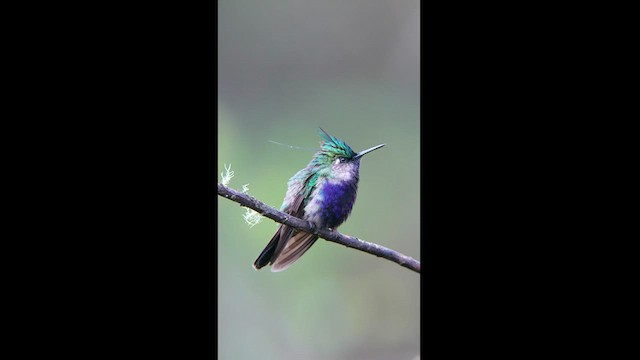 kolibřík copatý - ML608326113