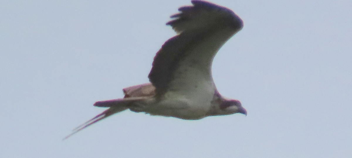 Águila Pescadora - ML608326120