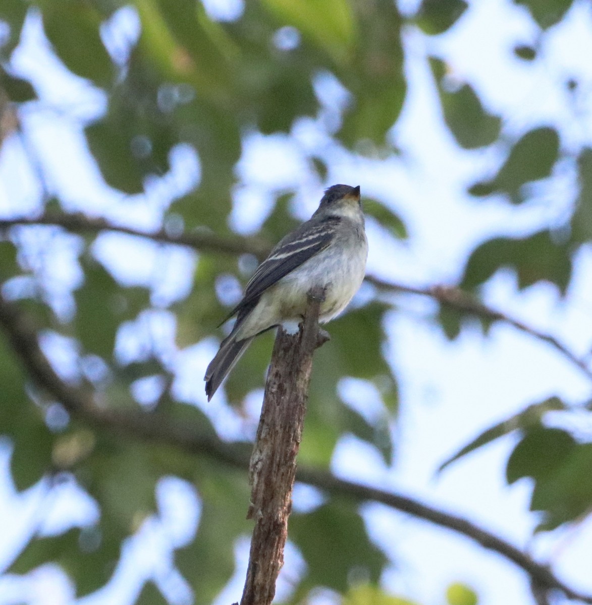 Eastern Wood-Pewee - ML608326131