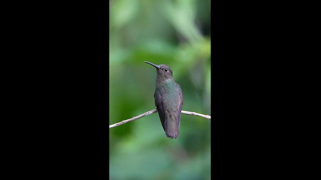 Colibri vert et gris - ML608326296