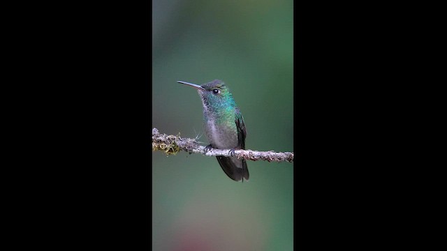 kolibřík pestrý - ML608326300