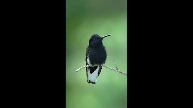 Colibrí Negro - ML608326321