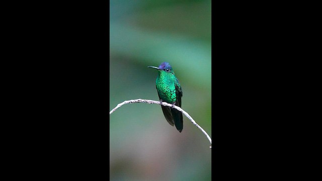 Violet-capped/Fork-tailed Woodnymph - ML608326340