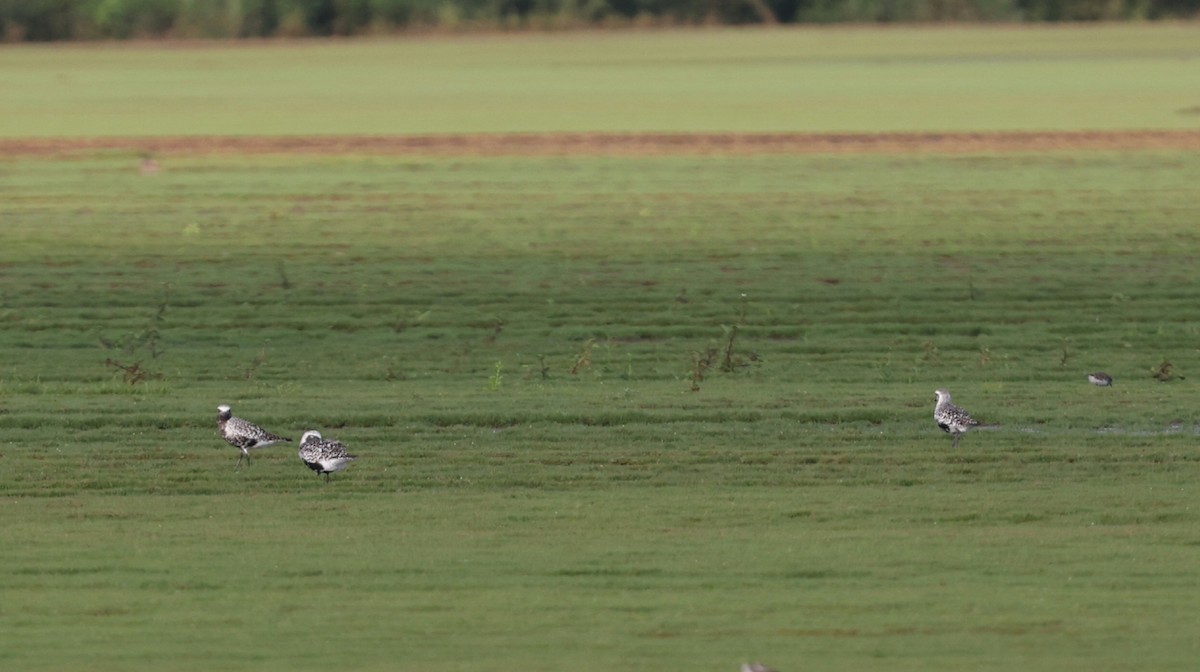 Black-bellied Plover - ML608326384