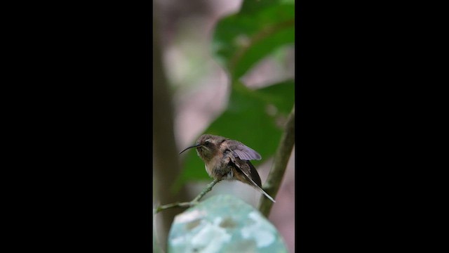 Dunkelkehl-Schattenkolibri - ML608326461