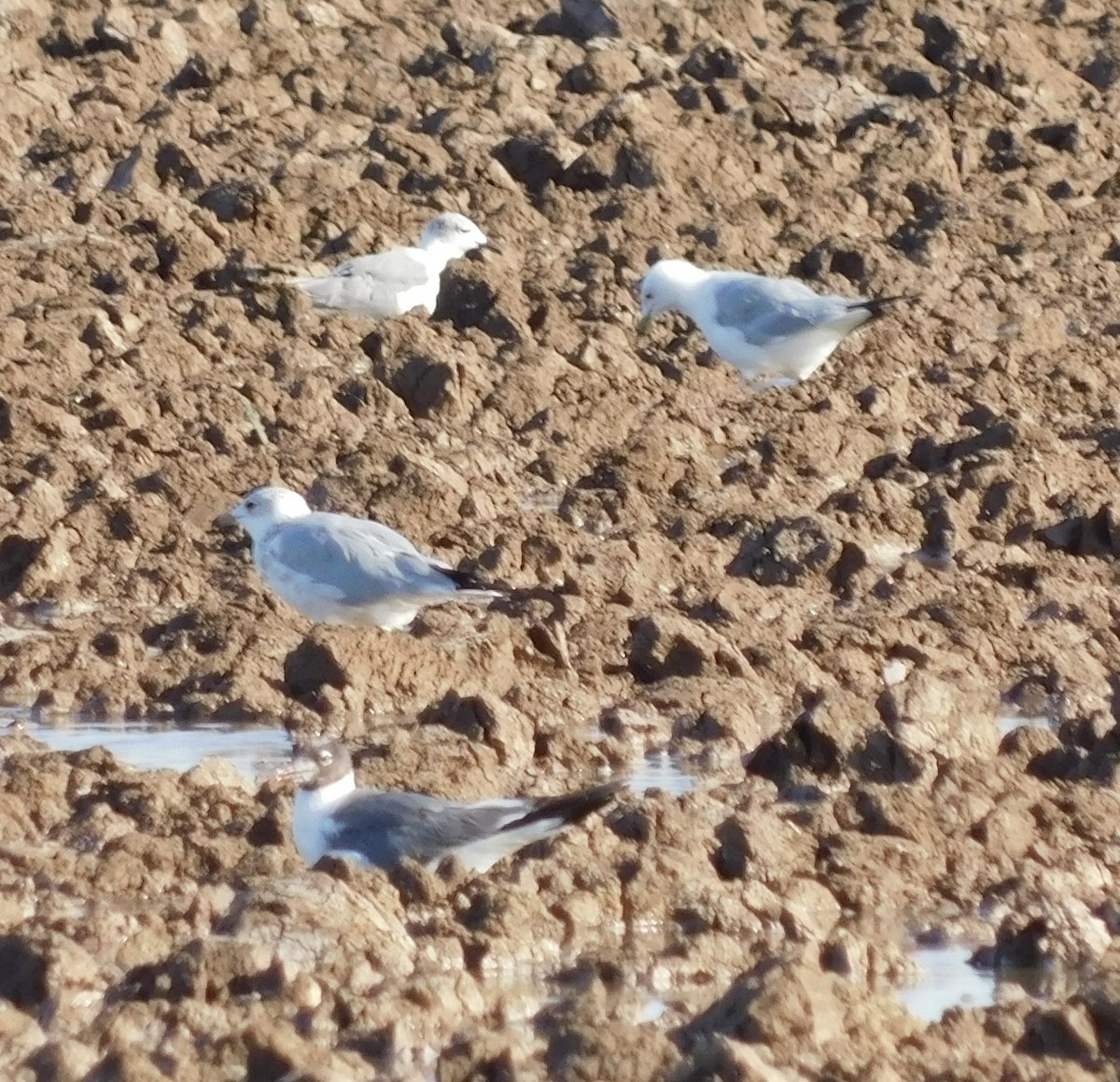 Laughing Gull - ML608326478