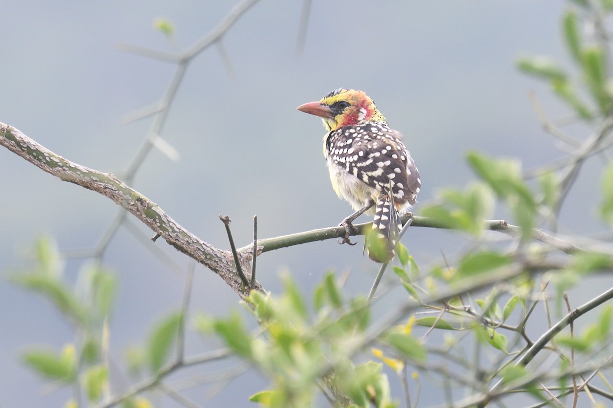 Red-and-yellow Barbet - ML608326556