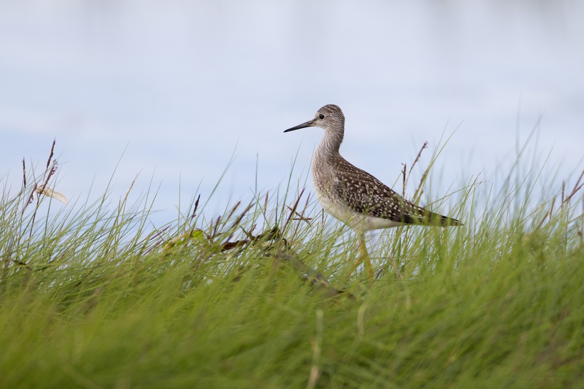 Lesser Yellowlegs - ML608326559