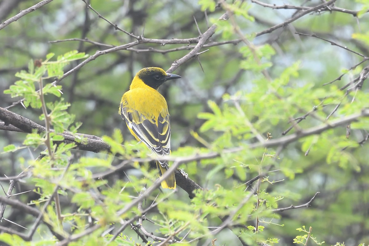 African Black-headed Oriole - ML608326566