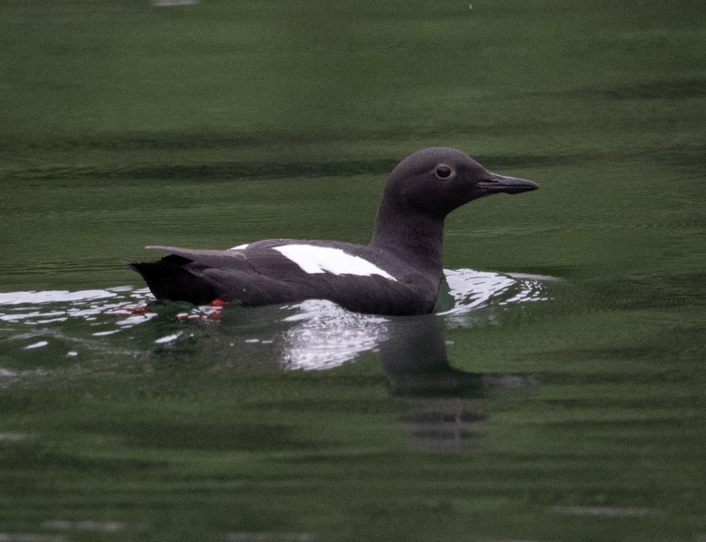 Pigeon Guillemot - ML608326583