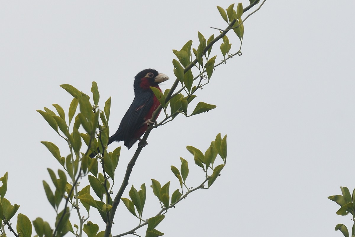 Double-toothed Barbet - ML608326584