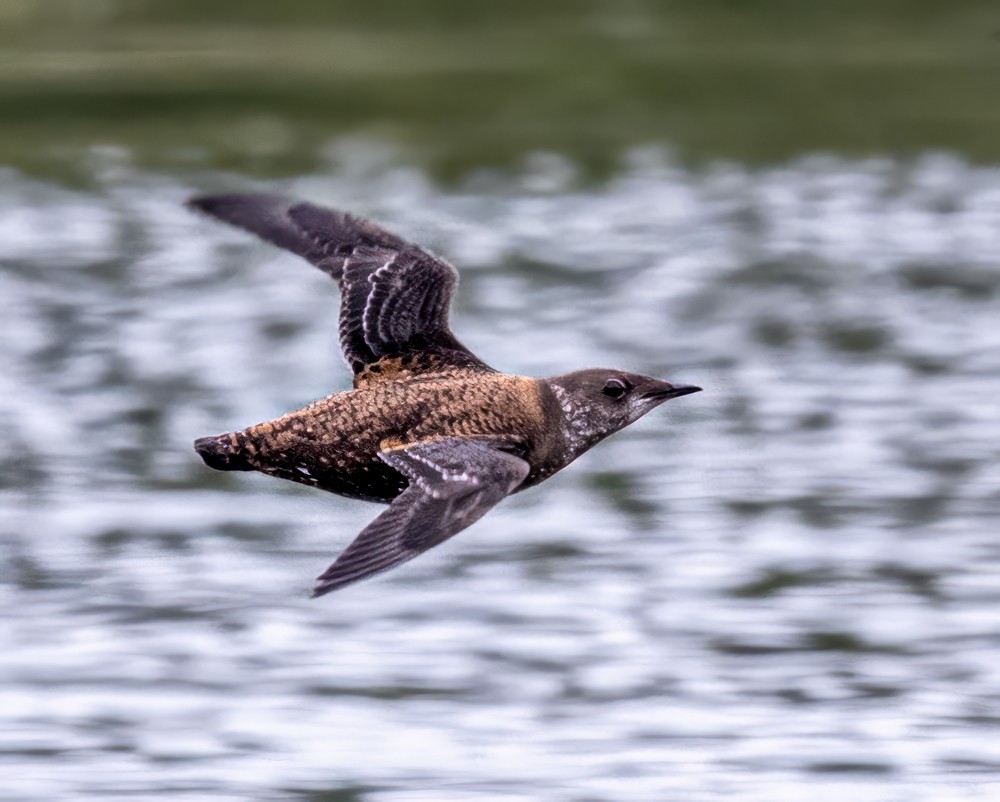 Marbled Murrelet - ML608326589