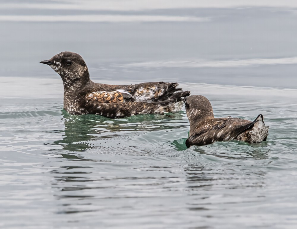 Marbled Murrelet - ML608326590