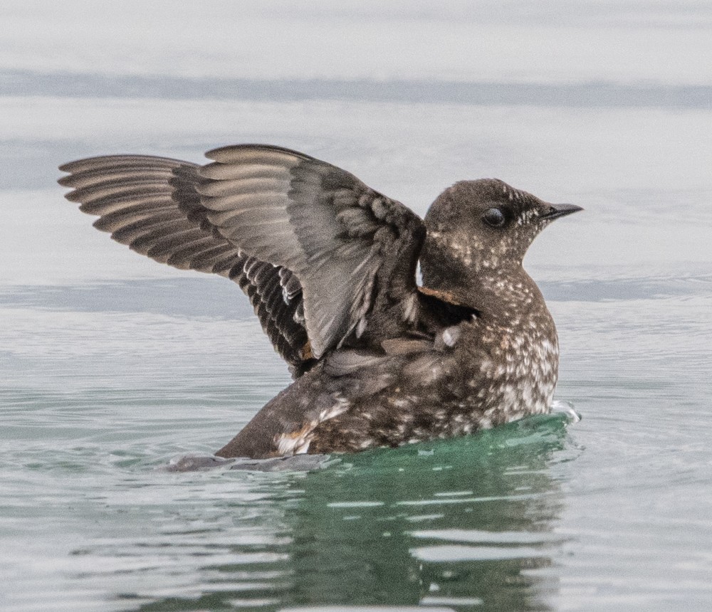 Marbled Murrelet - ML608326598