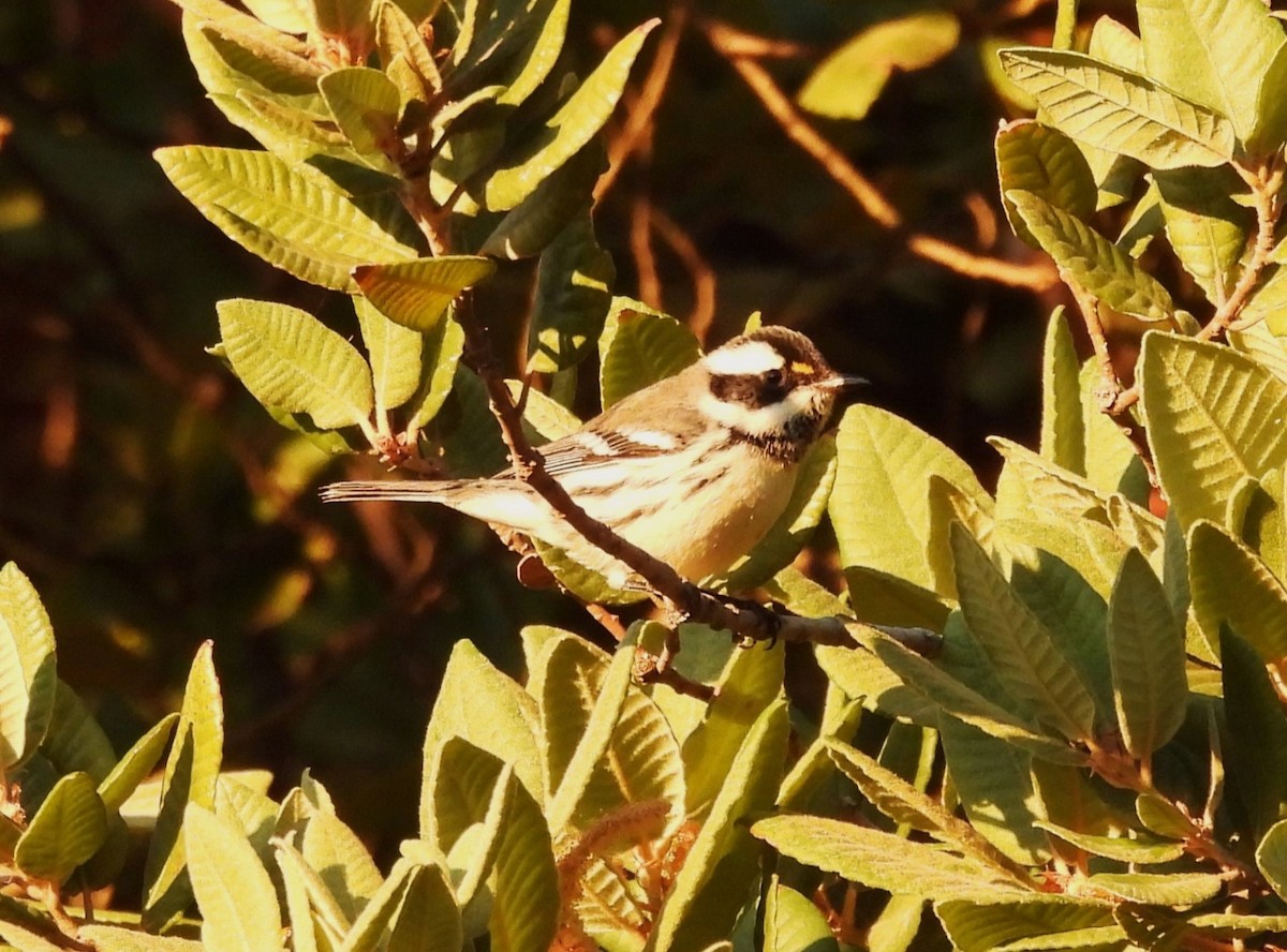 Black-throated Gray Warbler - ML608326600