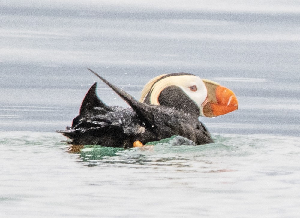 Tufted Puffin - ML608326606