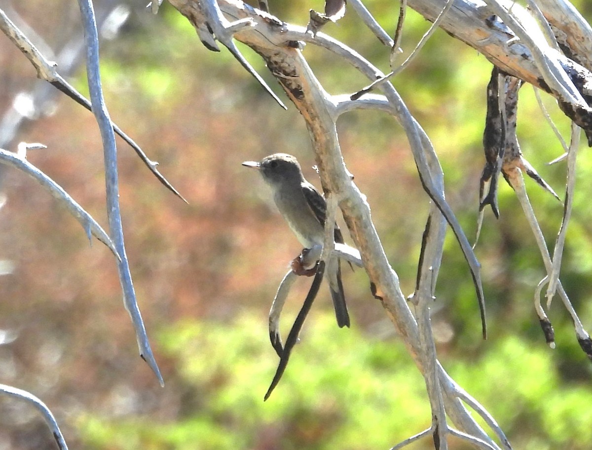 Olive-sided Flycatcher - ML608326613