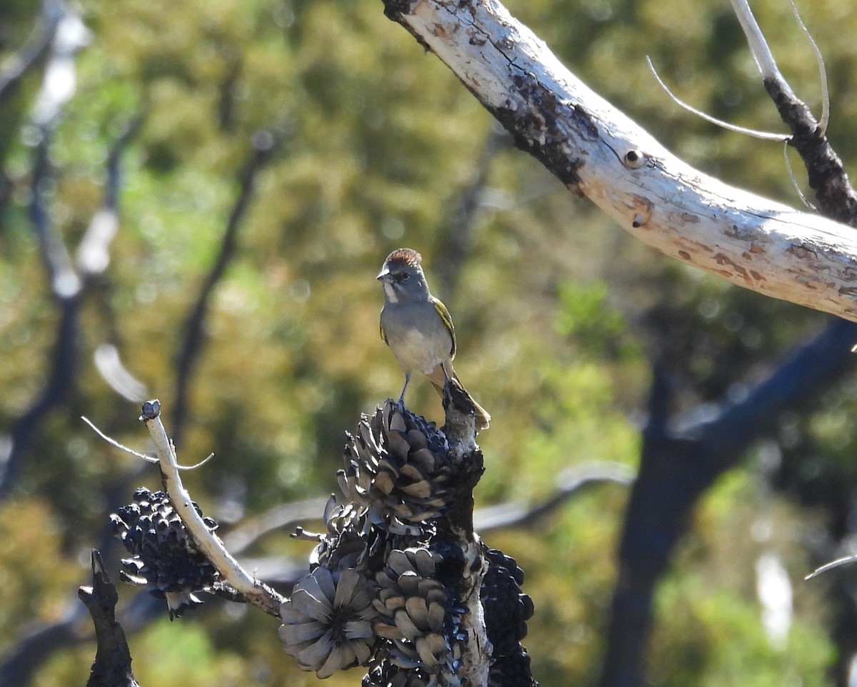 Green-tailed Towhee - ML608326636