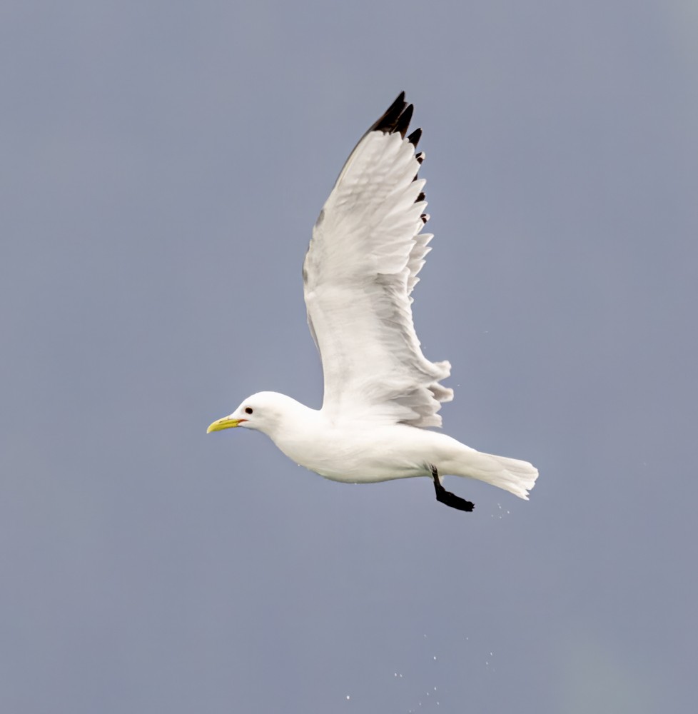 Black-legged Kittiwake - ML608326640