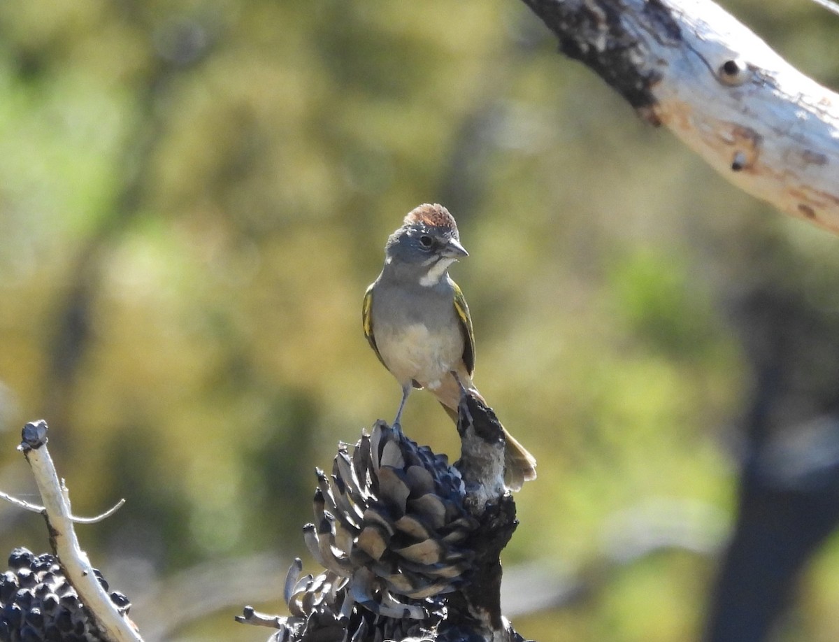 Green-tailed Towhee - ML608326641