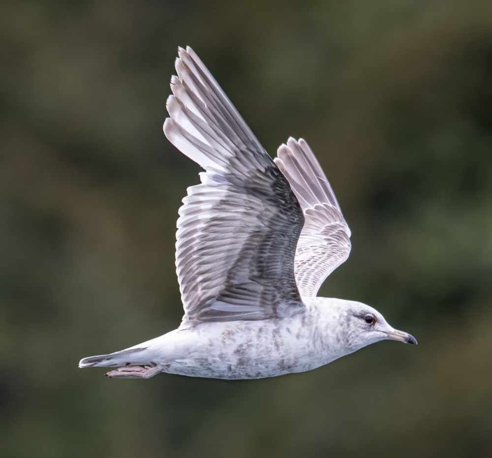 Short-billed Gull - ML608326643