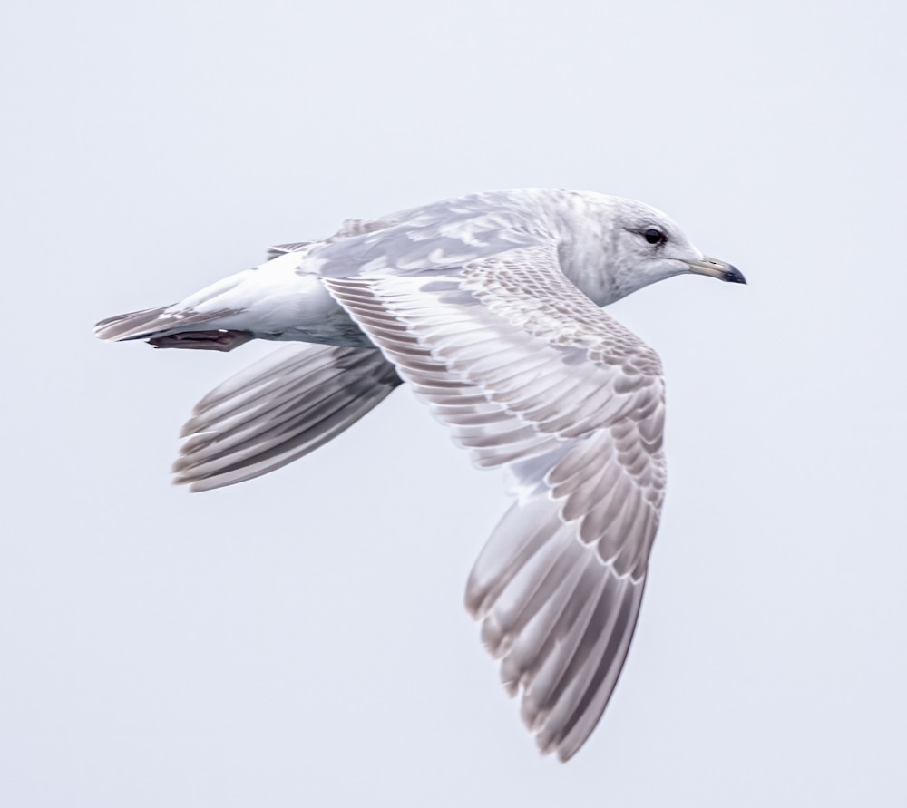 Short-billed Gull - ML608326644