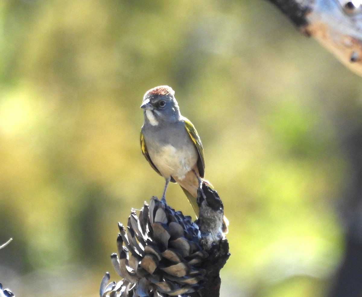 Green-tailed Towhee - ML608326646