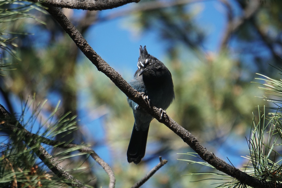 Steller's Jay - ML608326653