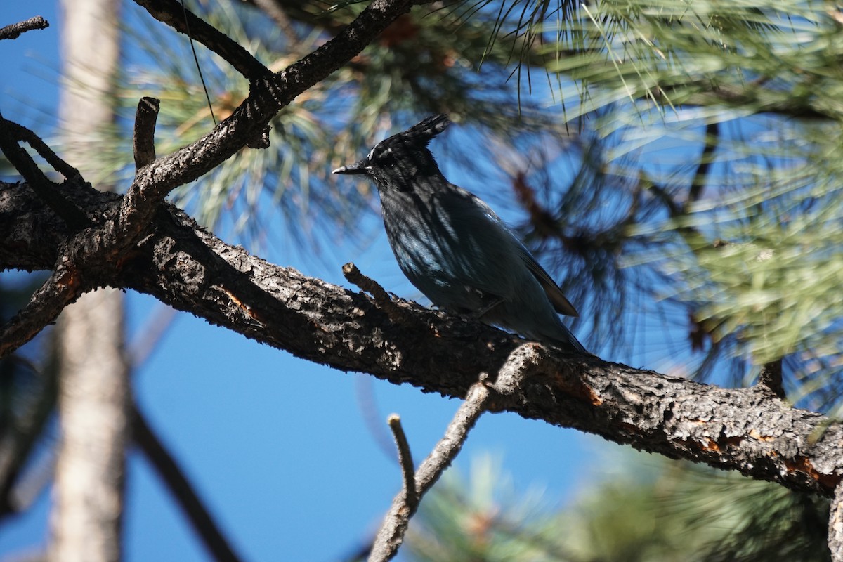 Steller's Jay - Nicholas Sephton-Ward