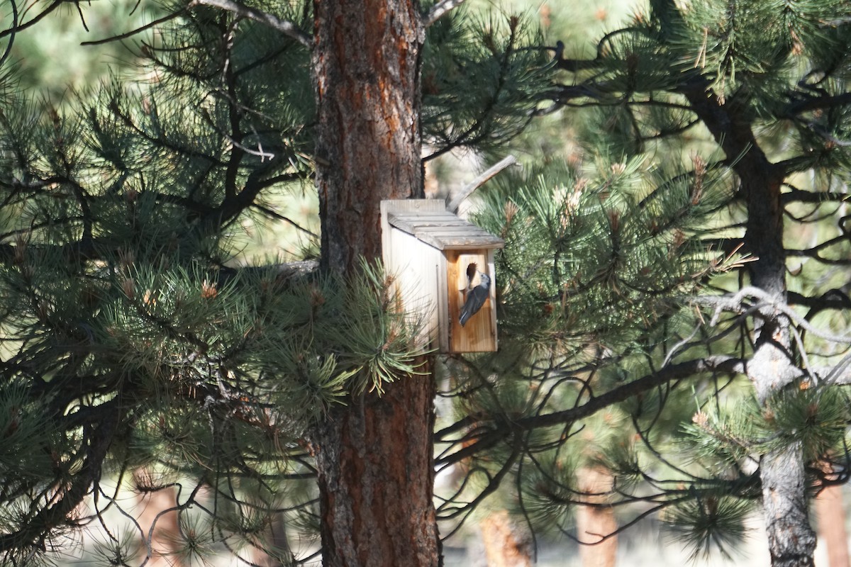 White-breasted Nuthatch - ML608326656