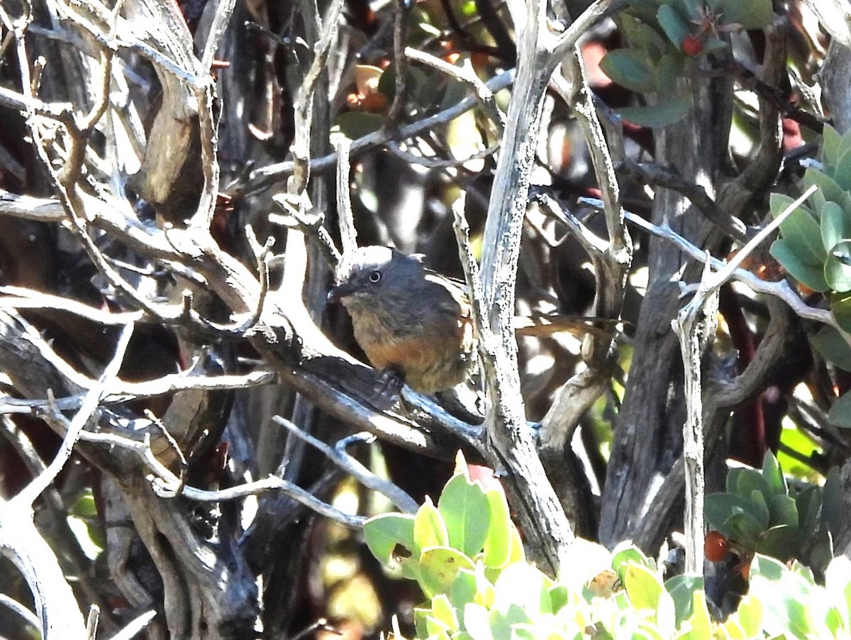 Wrentit - ML608326658